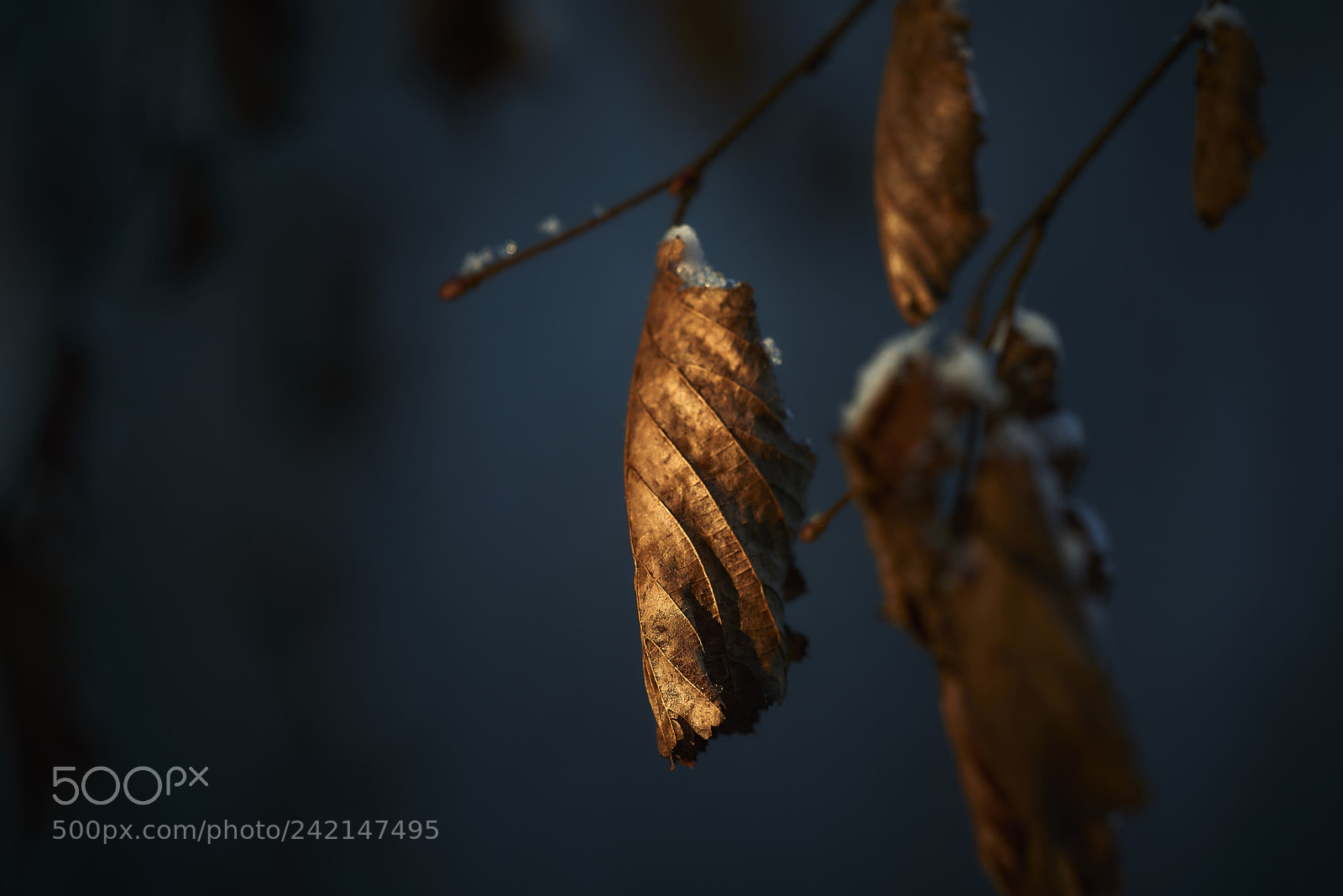 Nikon D800E sample photo. Opposite colours photography