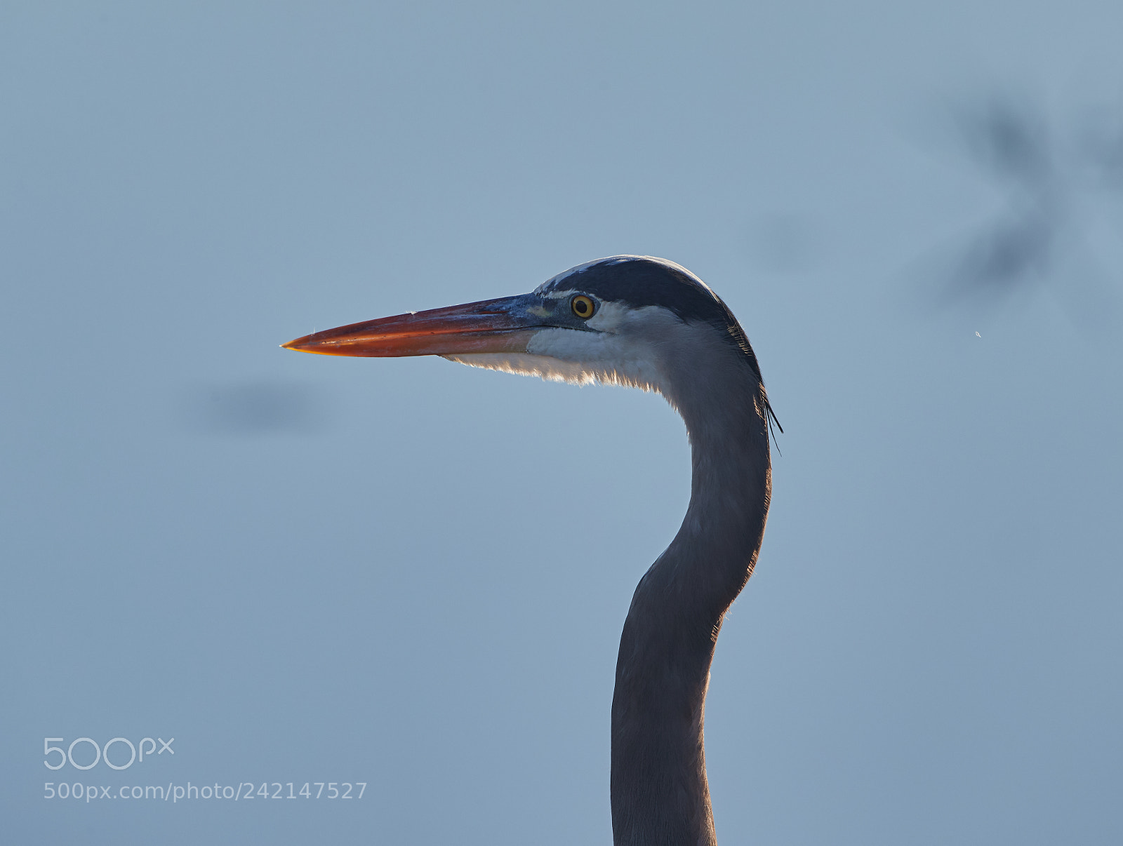 Canon EOS-1D X Mark II sample photo. 01-11-18-9057.jpg photography