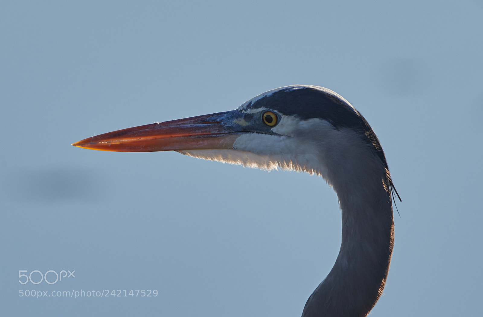 Canon EOS-1D X Mark II sample photo. 01-11-18-9058.jpg photography
