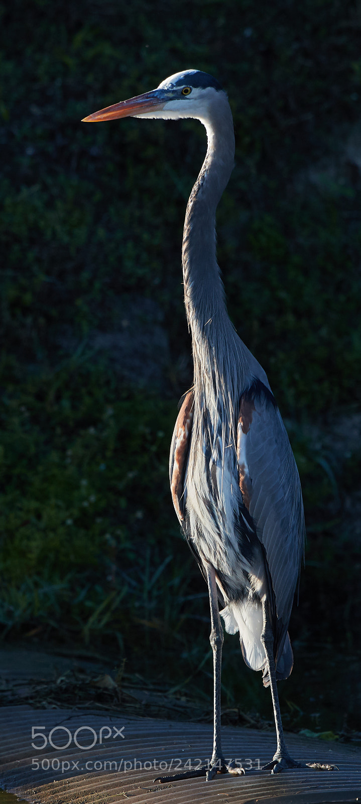 Canon EOS-1D X Mark II sample photo. 01-11-18-9059.jpg photography