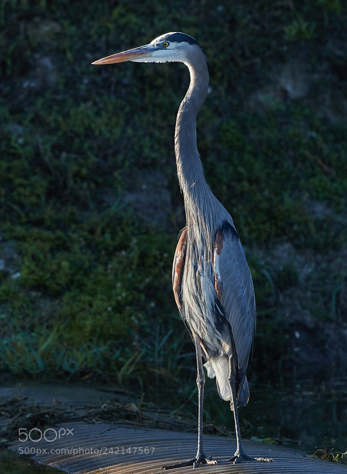 Canon EOS-1D X Mark II sample photo. 01-11-18-9060.jpg photography