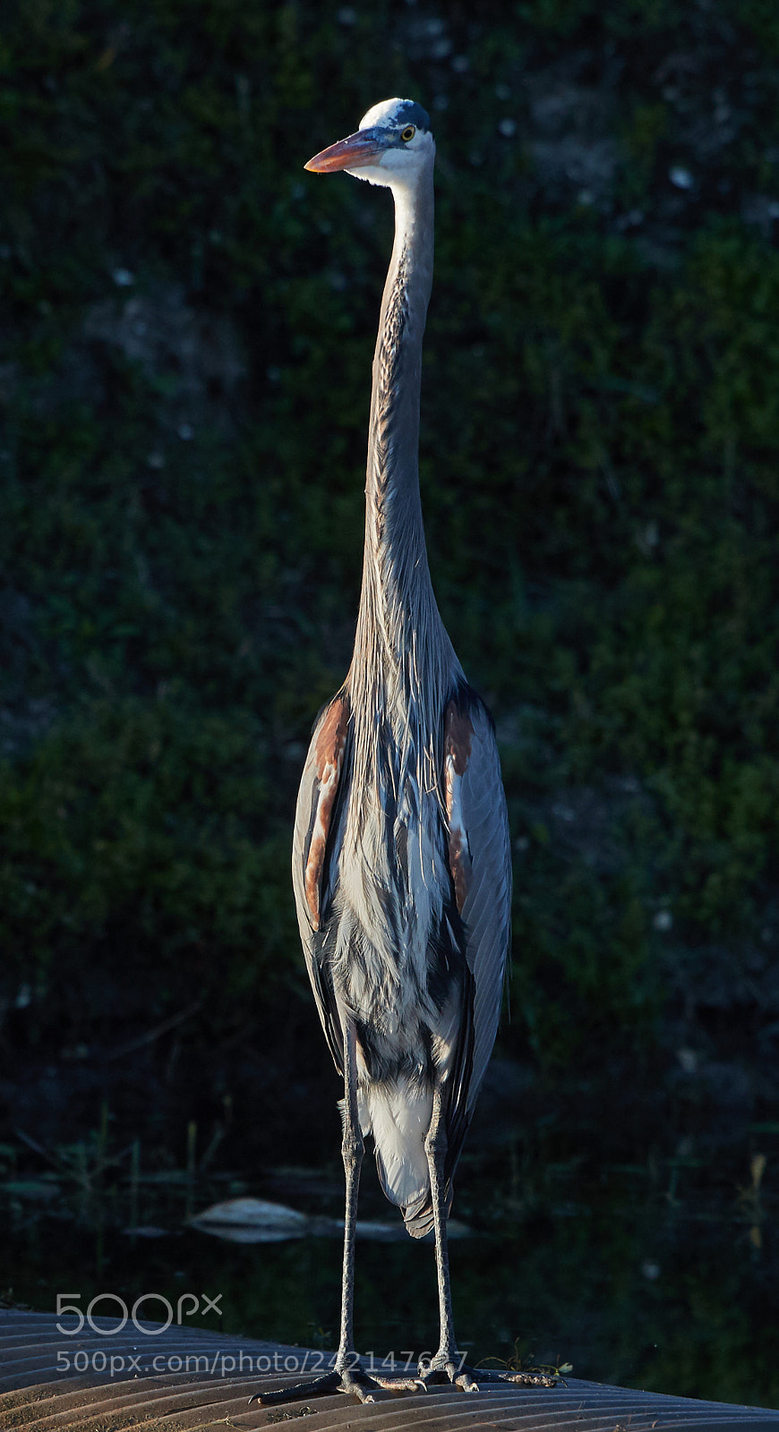 Canon EOS-1D X Mark II sample photo. 01-11-18-9062.jpg photography