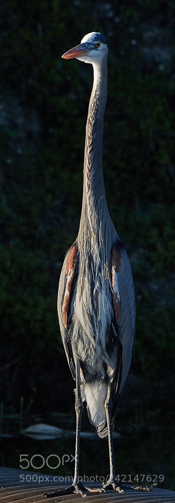 Canon EOS-1D X Mark II sample photo. 01-11-18-9063.jpg photography