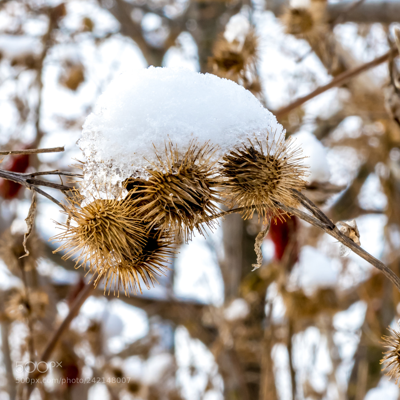 Nikon D7200 sample photo. Undercover photography