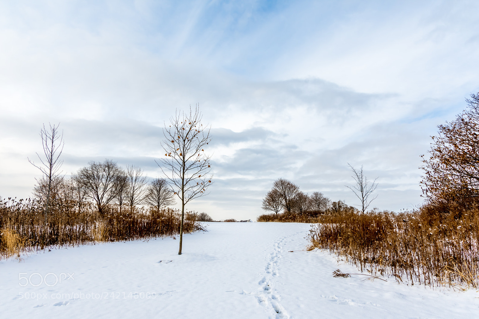 Nikon D7200 sample photo. Winter 14 photography