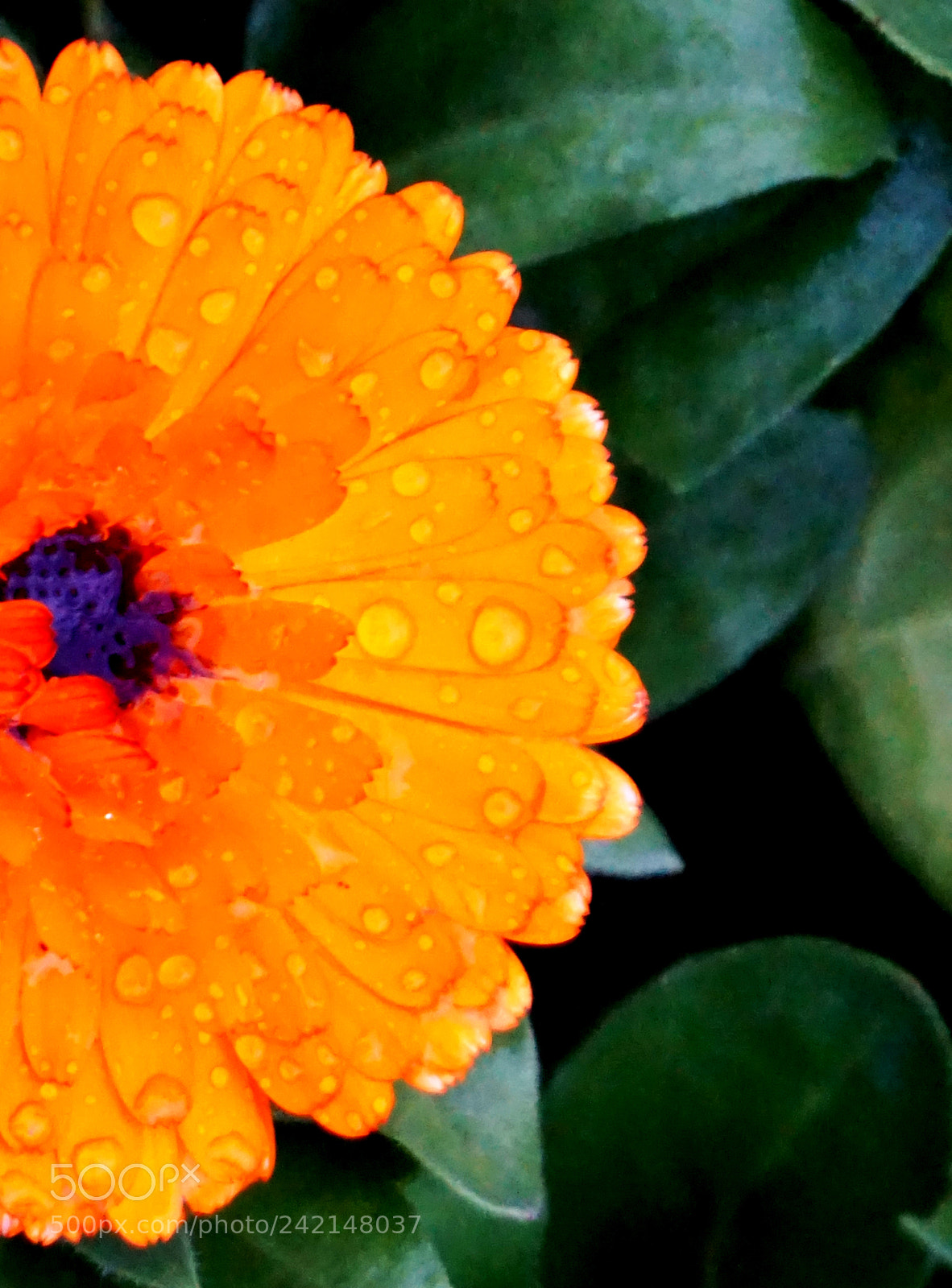 Sony Alpha a5000 (ILCE 5000) sample photo. Raindrops! photography