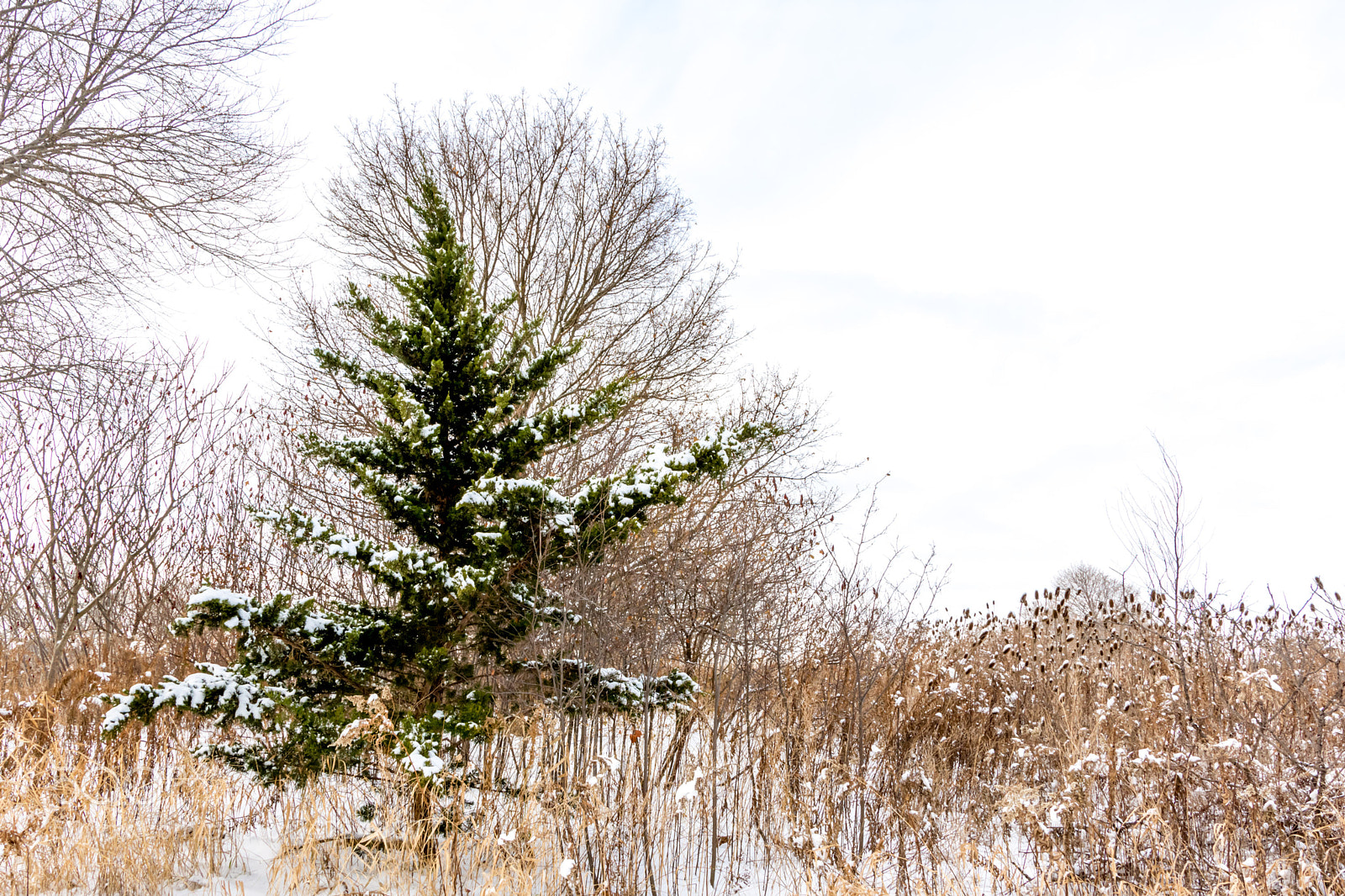 Nikon D7200 sample photo. Forever green photography