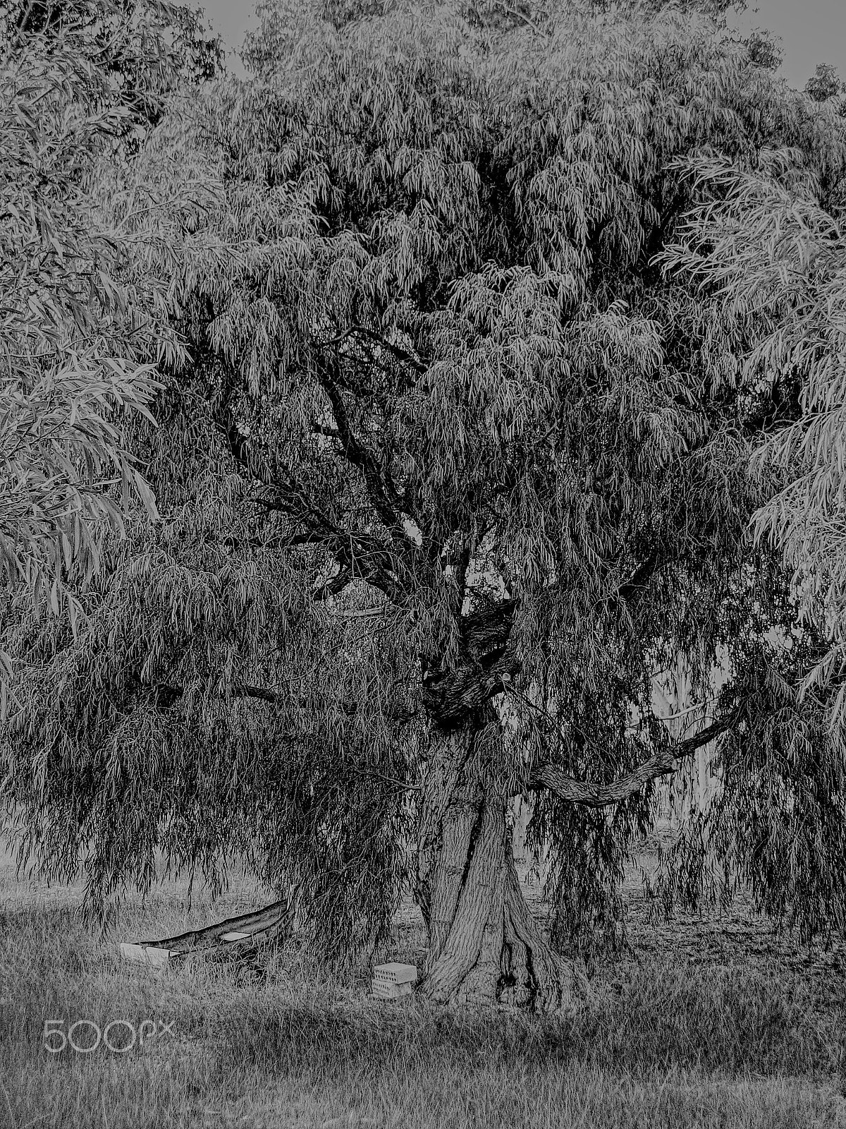 Canon DIGITAL IXUS 55 sample photo. Old tree photography