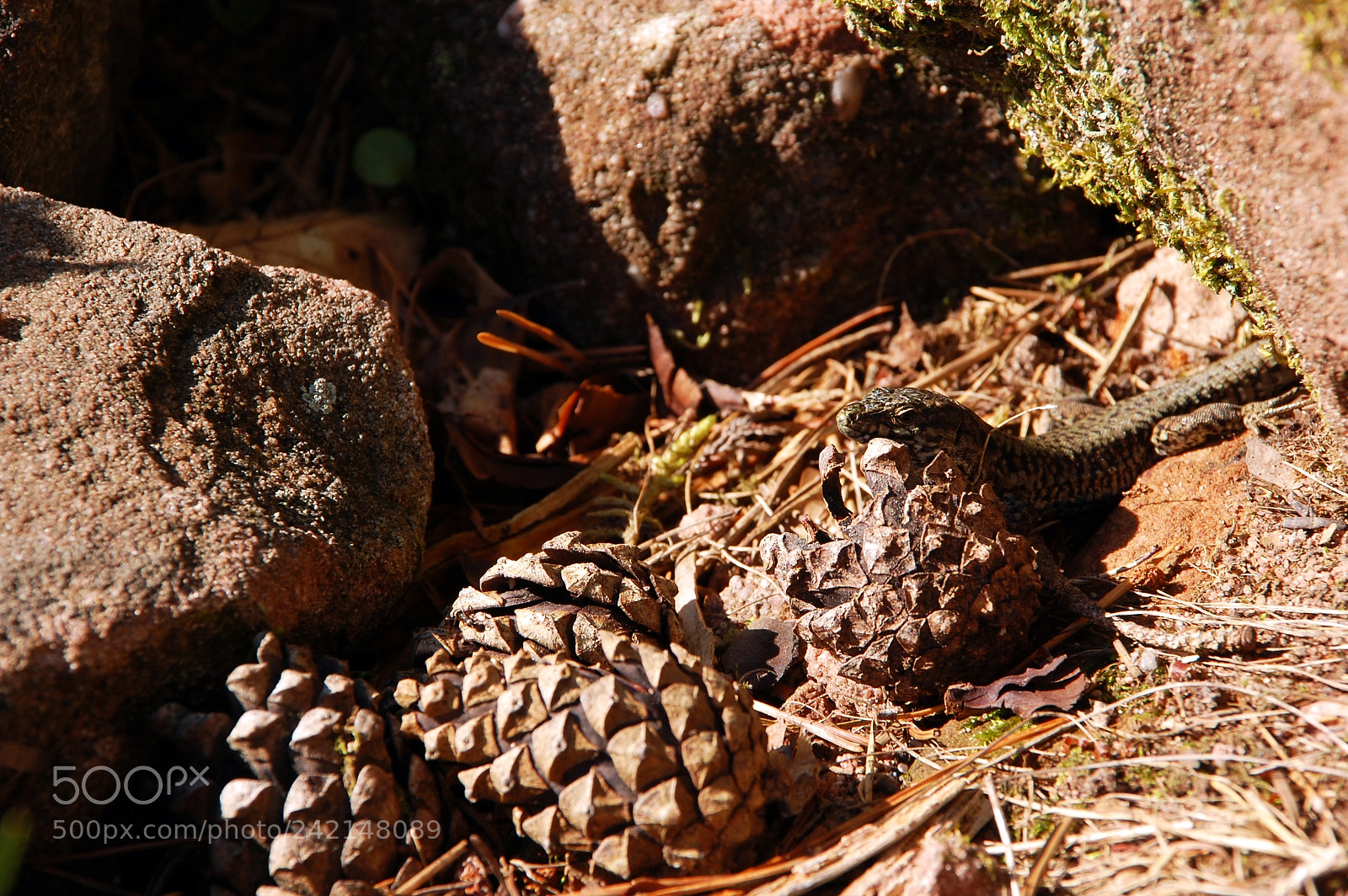 Nikon D40 sample photo. Lizard photography