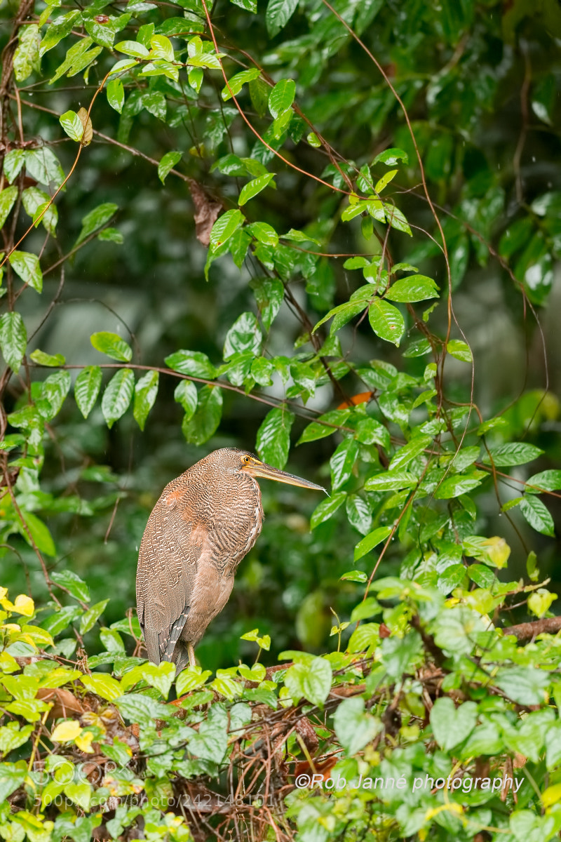 Nikon D4S sample photo. Tiger heron photography
