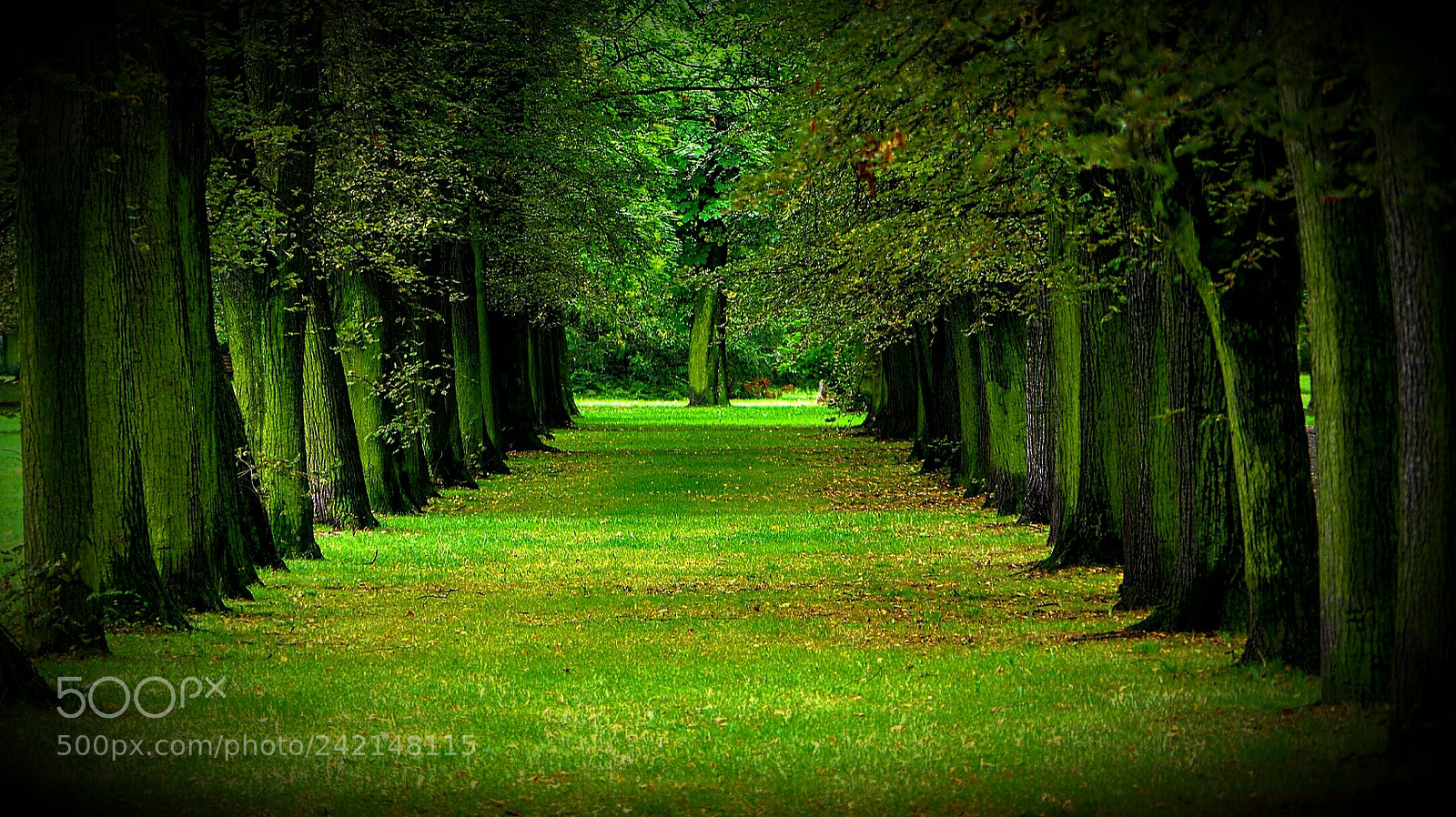 Pentax K-70 sample photo. Green alley photography