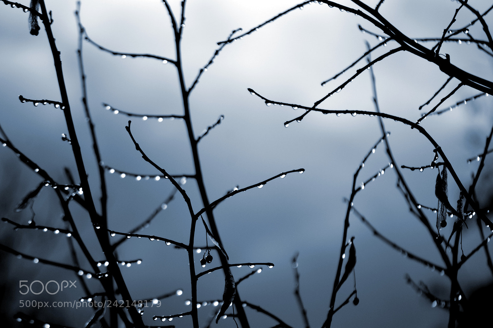 Nikon D3200 sample photo. Drops photography
