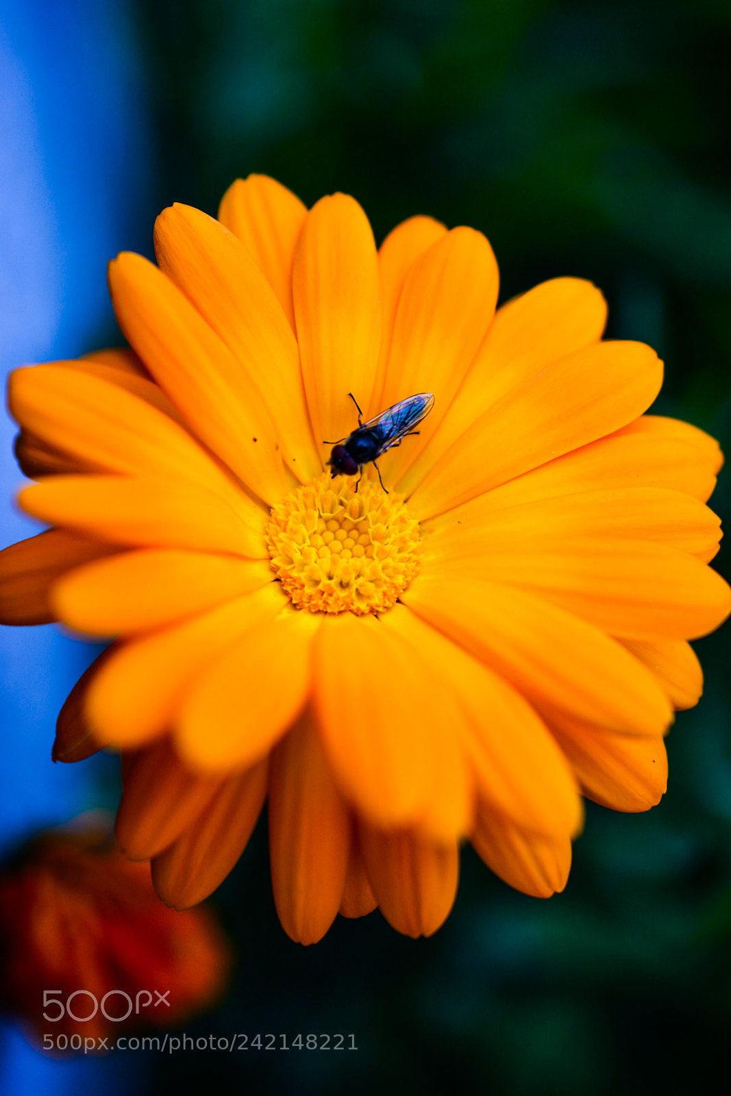 Nikon D7100 sample photo. Amazing photography