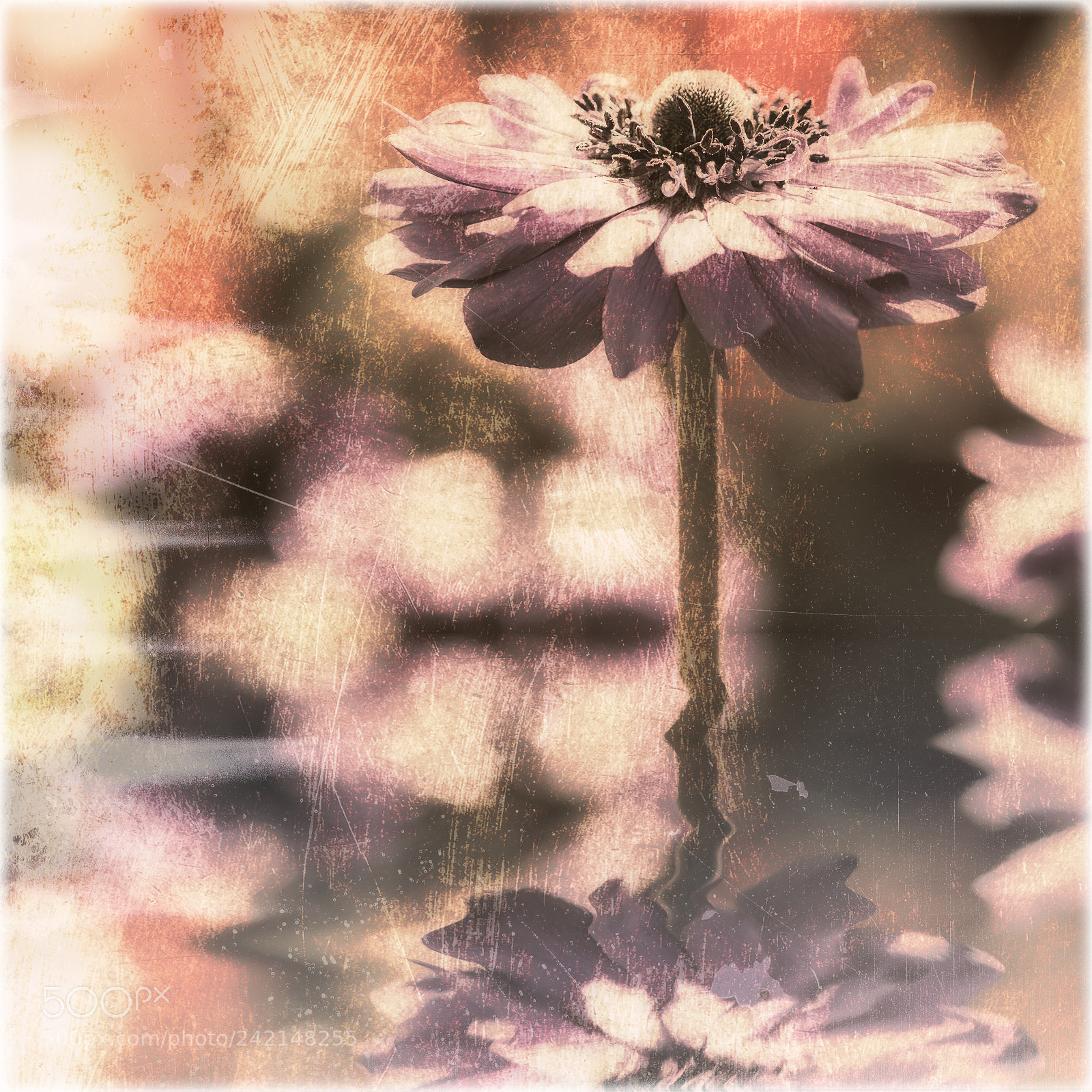 Canon EOS 550D (EOS Rebel T2i / EOS Kiss X4) sample photo. Anemone photography