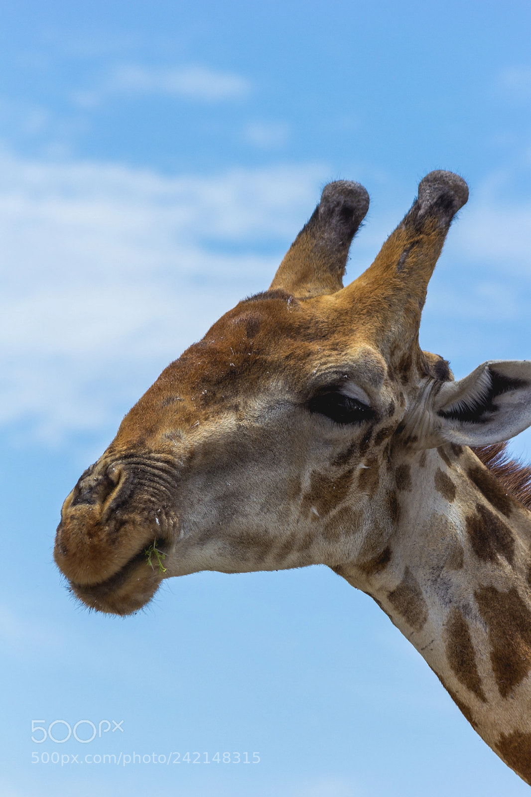 Canon EOS 60D sample photo. Happy giraffe photography