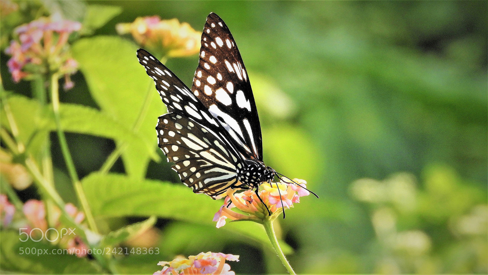 Nikon Coolpix B700 sample photo. Blue tiger photography