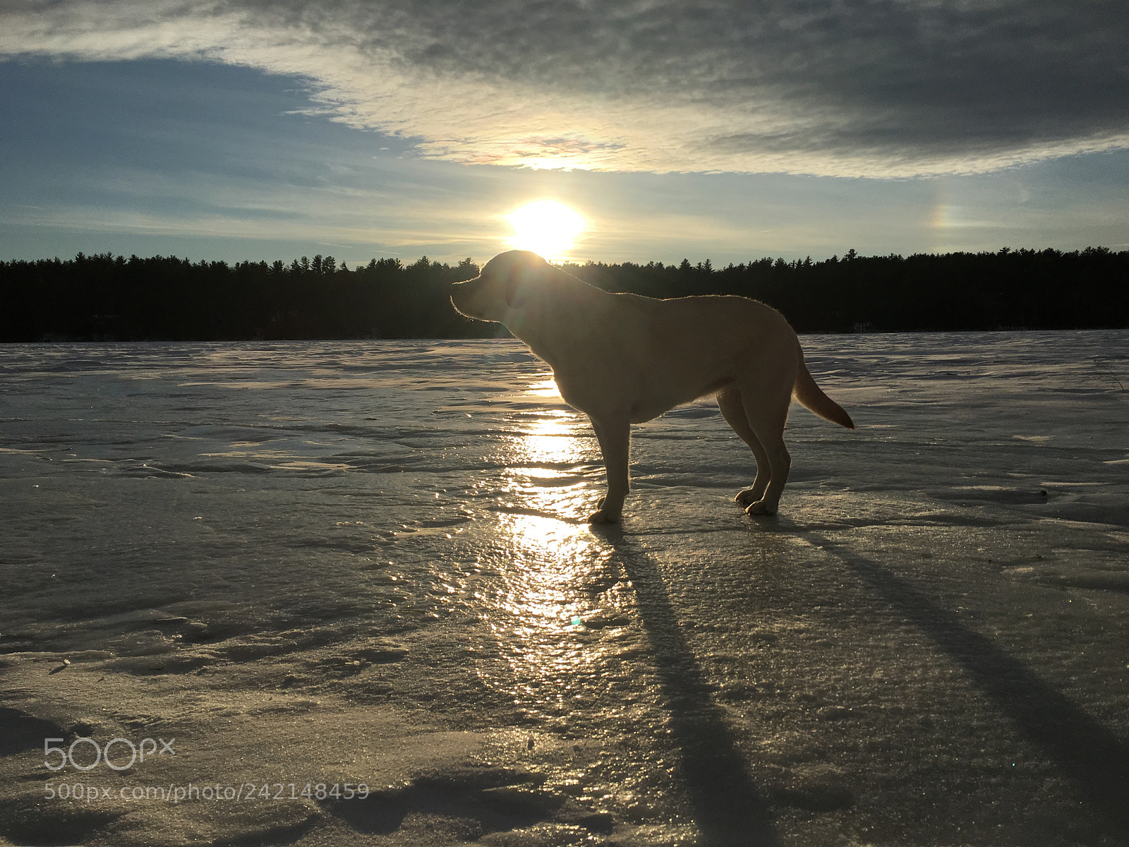 Apple iPhone 6s sample photo. Maisy on frozen lake photography