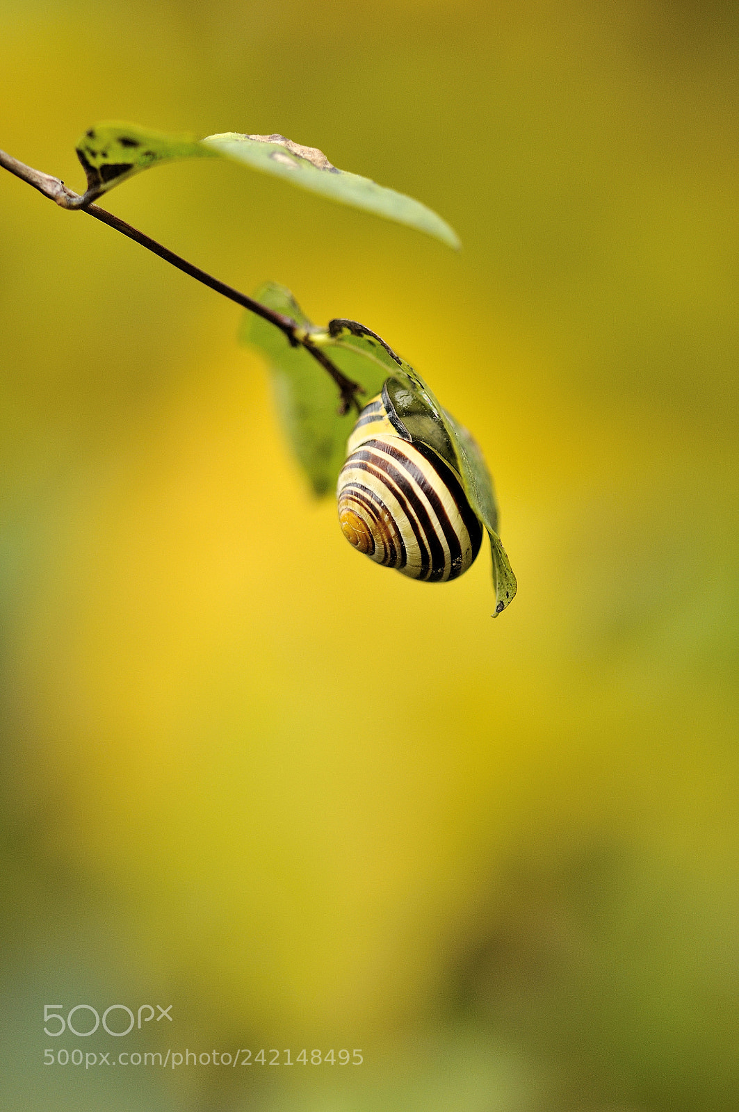 Nikon D300 sample photo. Hain-bänderschnecke | slug photography