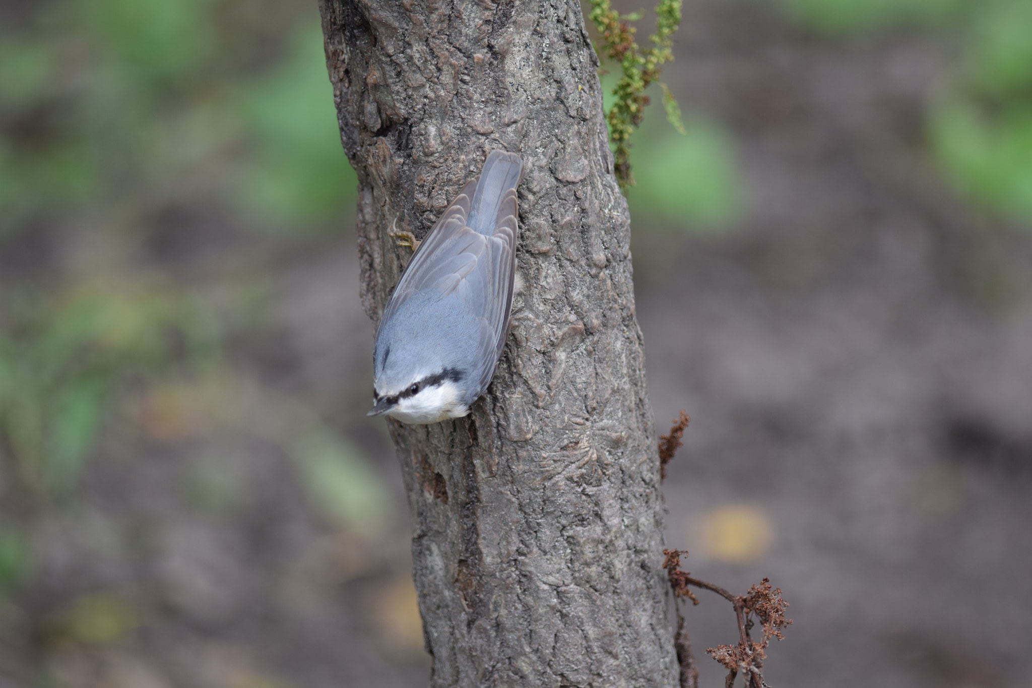 Nikon D5300 sample photo. Kowalik zwyczajny. eurasian nuthatch.  (sitta europaea) photography