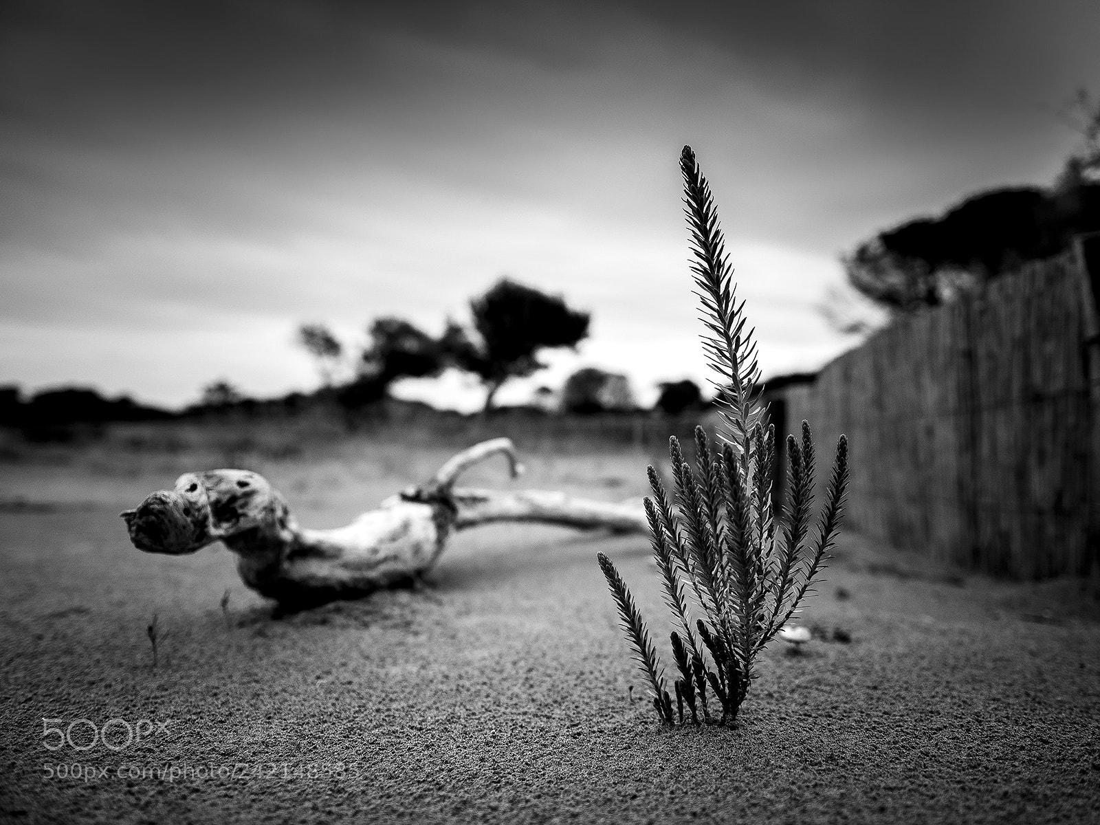 Nikon D810 sample photo. Bibione photography
