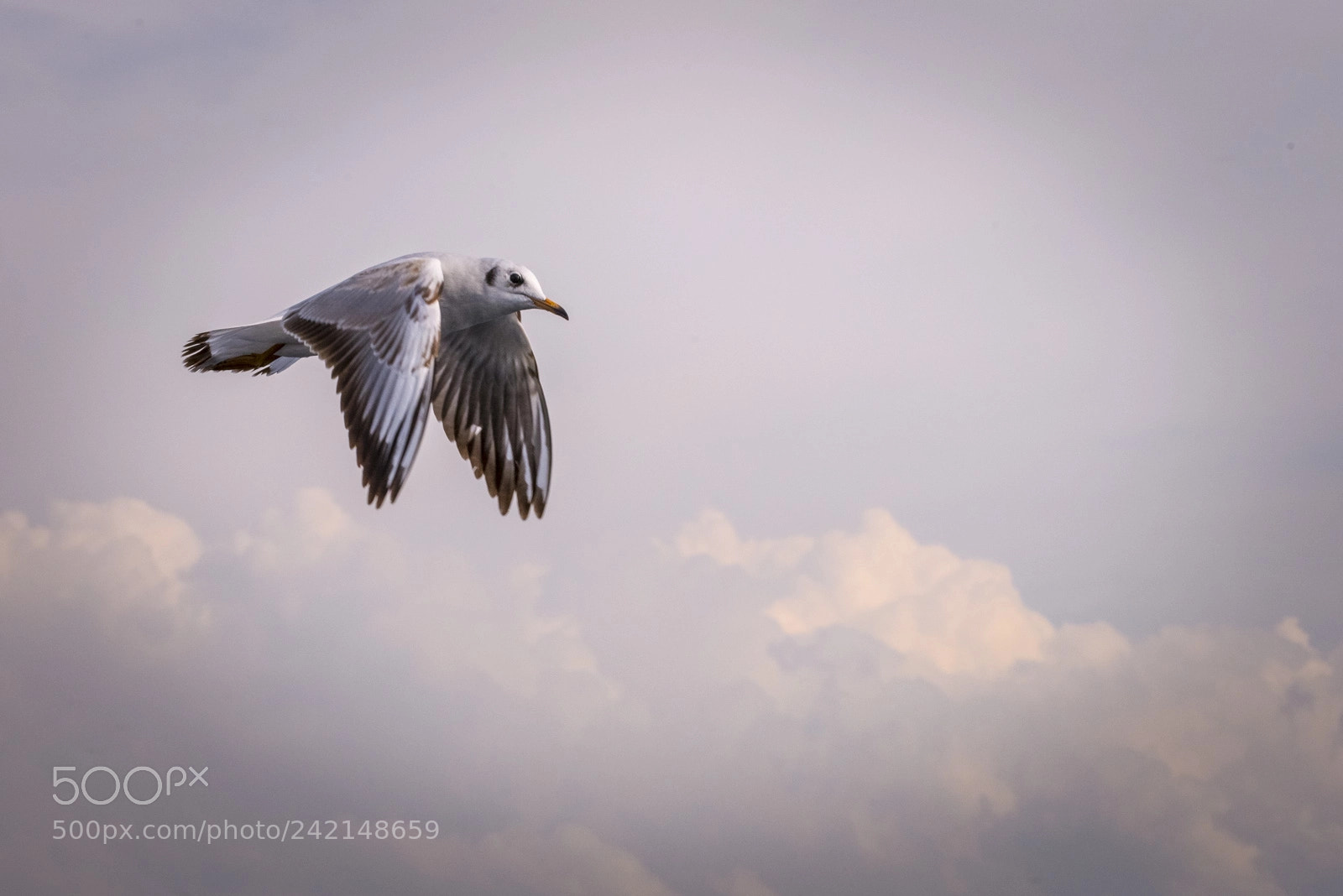 Nikon D800 sample photo. High in the sky photography