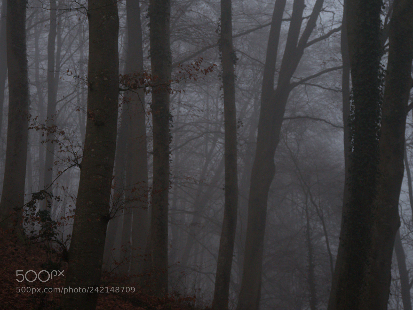 Panasonic DMC-G70 sample photo. Mystical forest photography