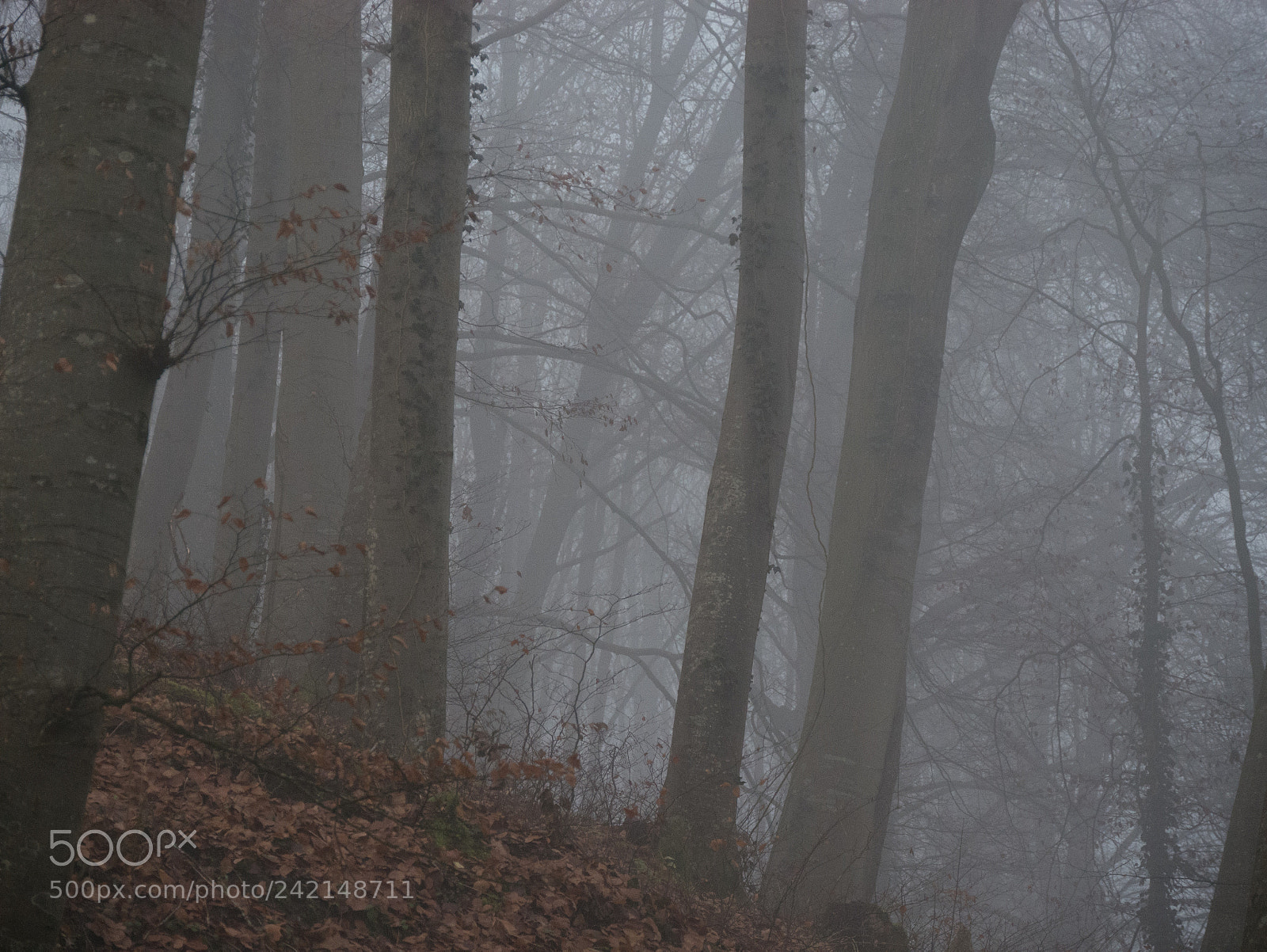 Panasonic DMC-G70 sample photo. Mystical forest photography