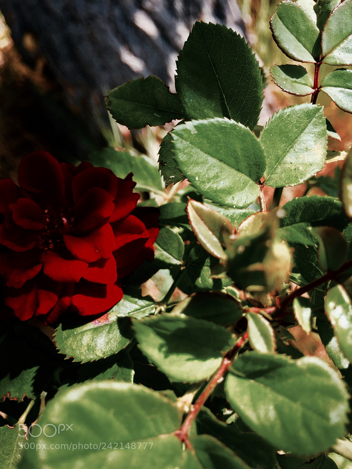 Apple iPhone 6 sample photo. Untitled photography