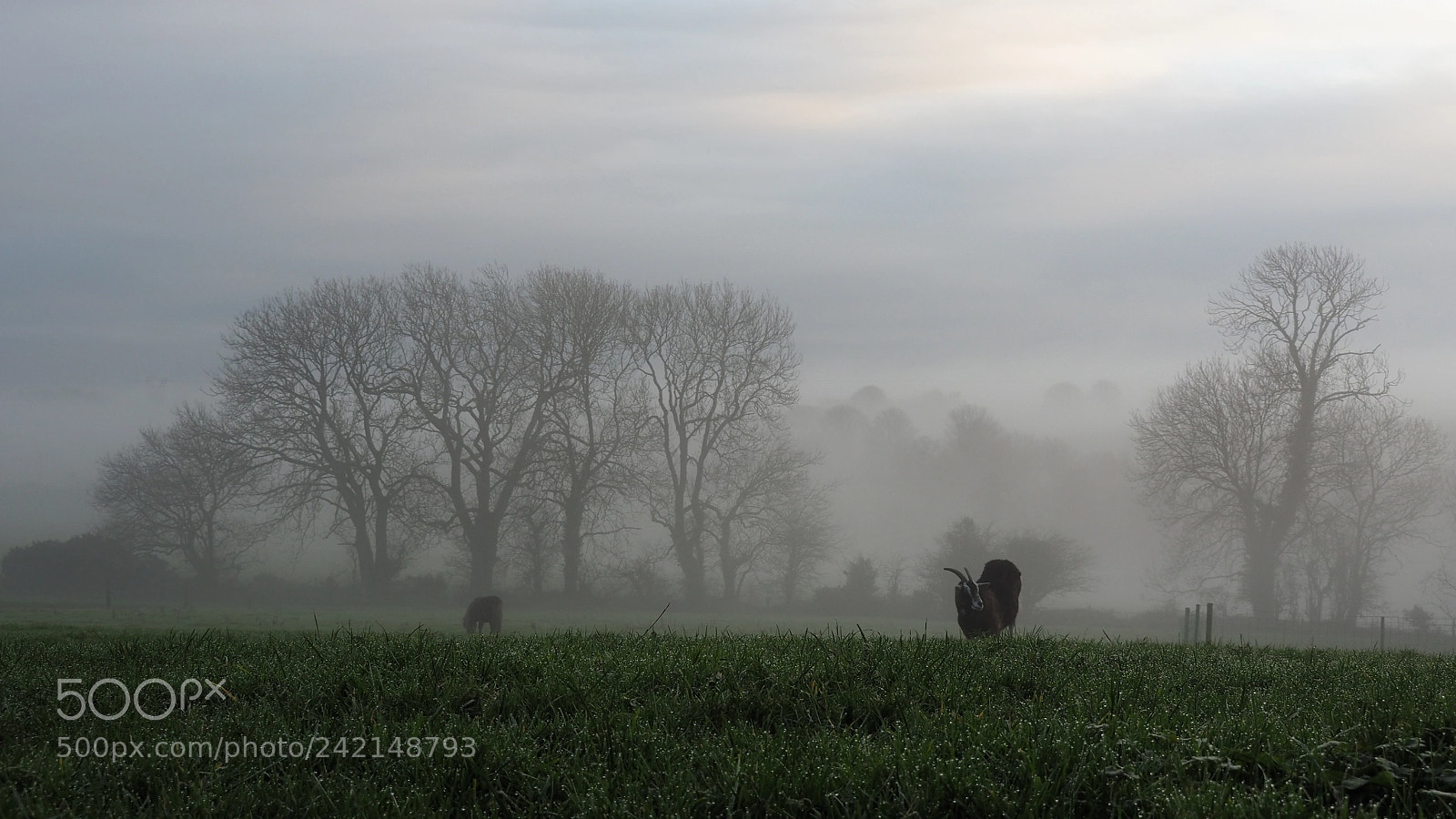 Olympus OM-D E-M5 II sample photo. Foggy january afternoon :) photography