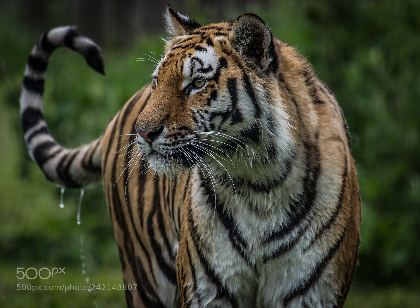 Nikon D7200 sample photo. Hope from ywp england photography