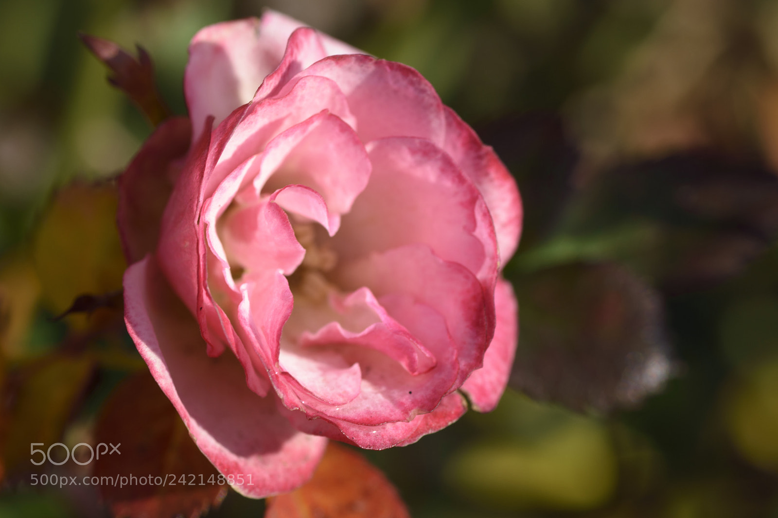 Nikon D3400 sample photo. Buddy photography