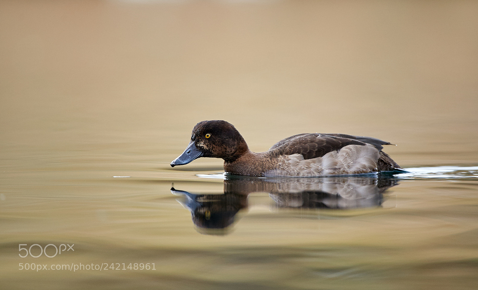 Nikon D3S sample photo. Tufted duck photography