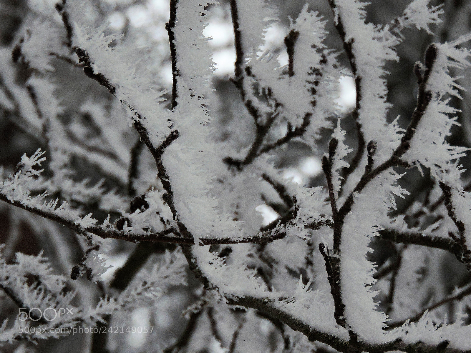 Nikon Coolpix P600 sample photo. Frozy deciduous tree photography