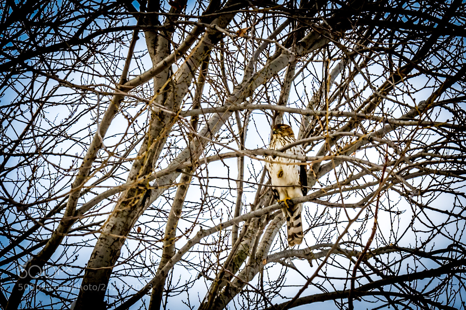 Nikon D7200 sample photo. Waiting for pray photography