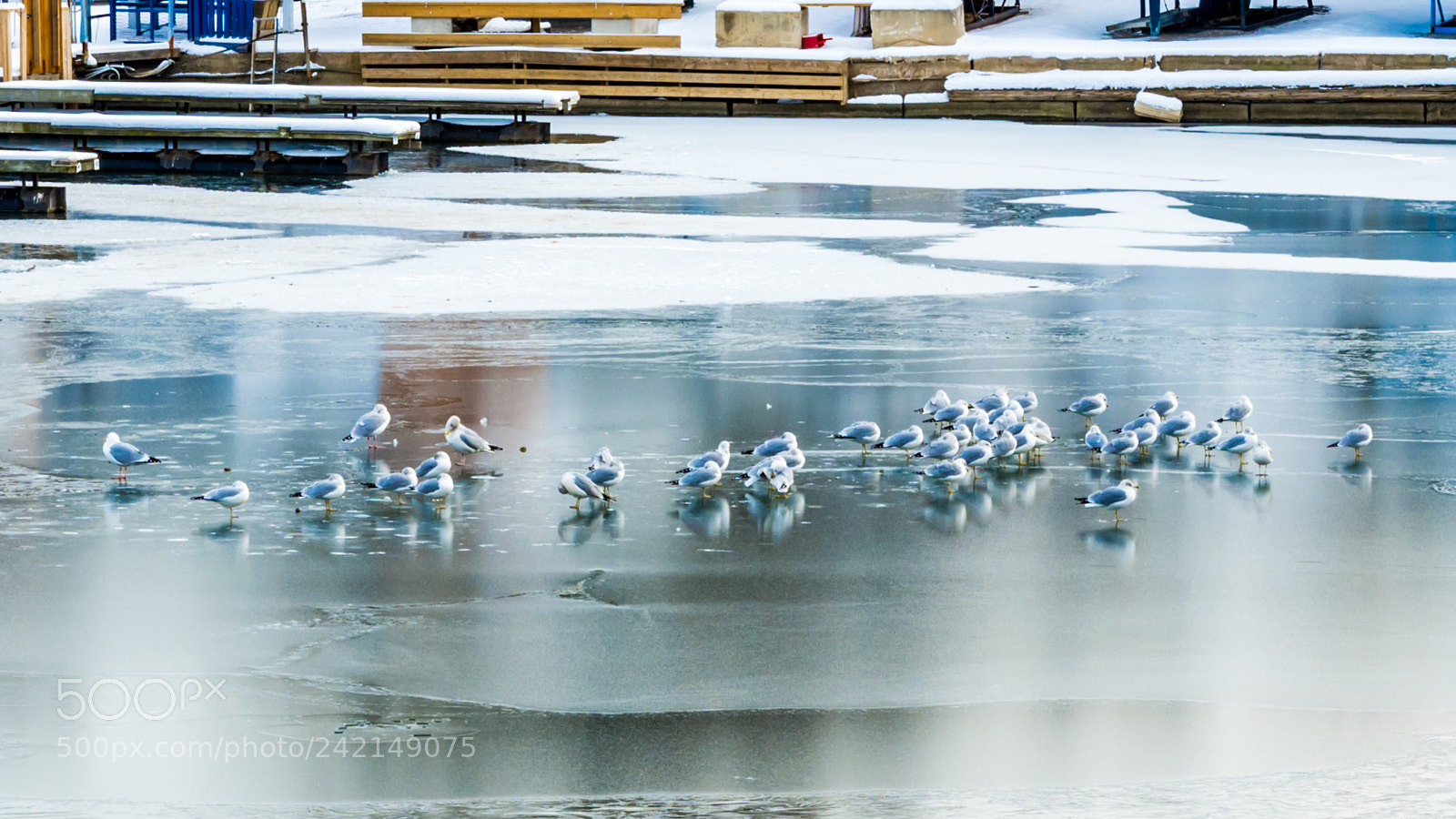 Nikon D7200 sample photo. On ice photography