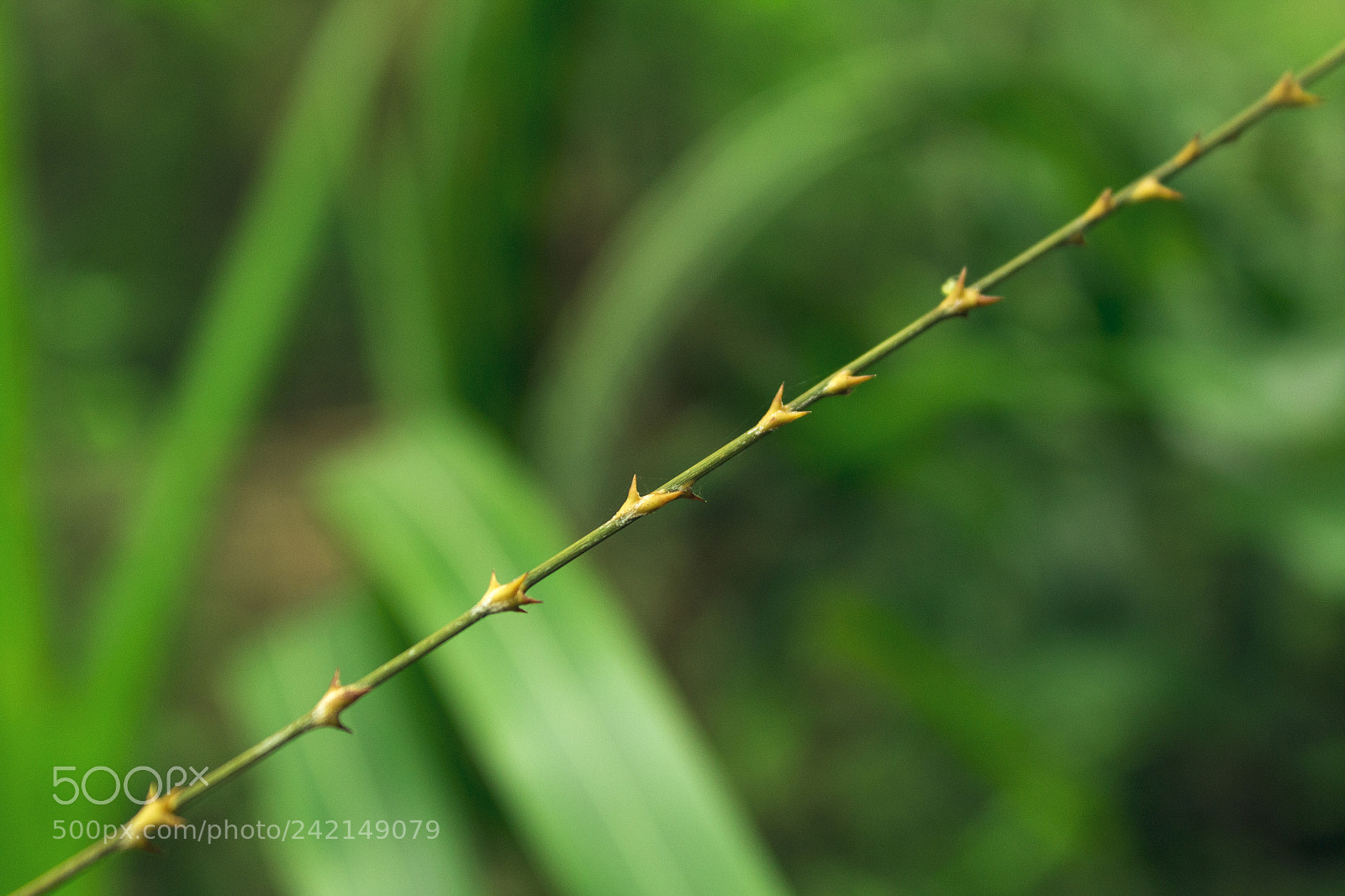 Canon EOS 1200D (EOS Rebel T5 / EOS Kiss X70 / EOS Hi) sample photo. Thorns of rattan bet photography