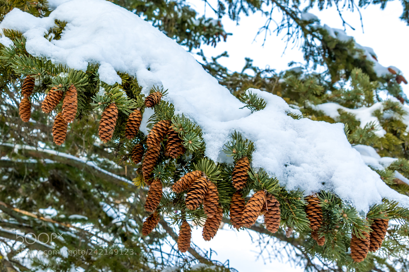 Nikon D7200 sample photo. Winter 17 photography