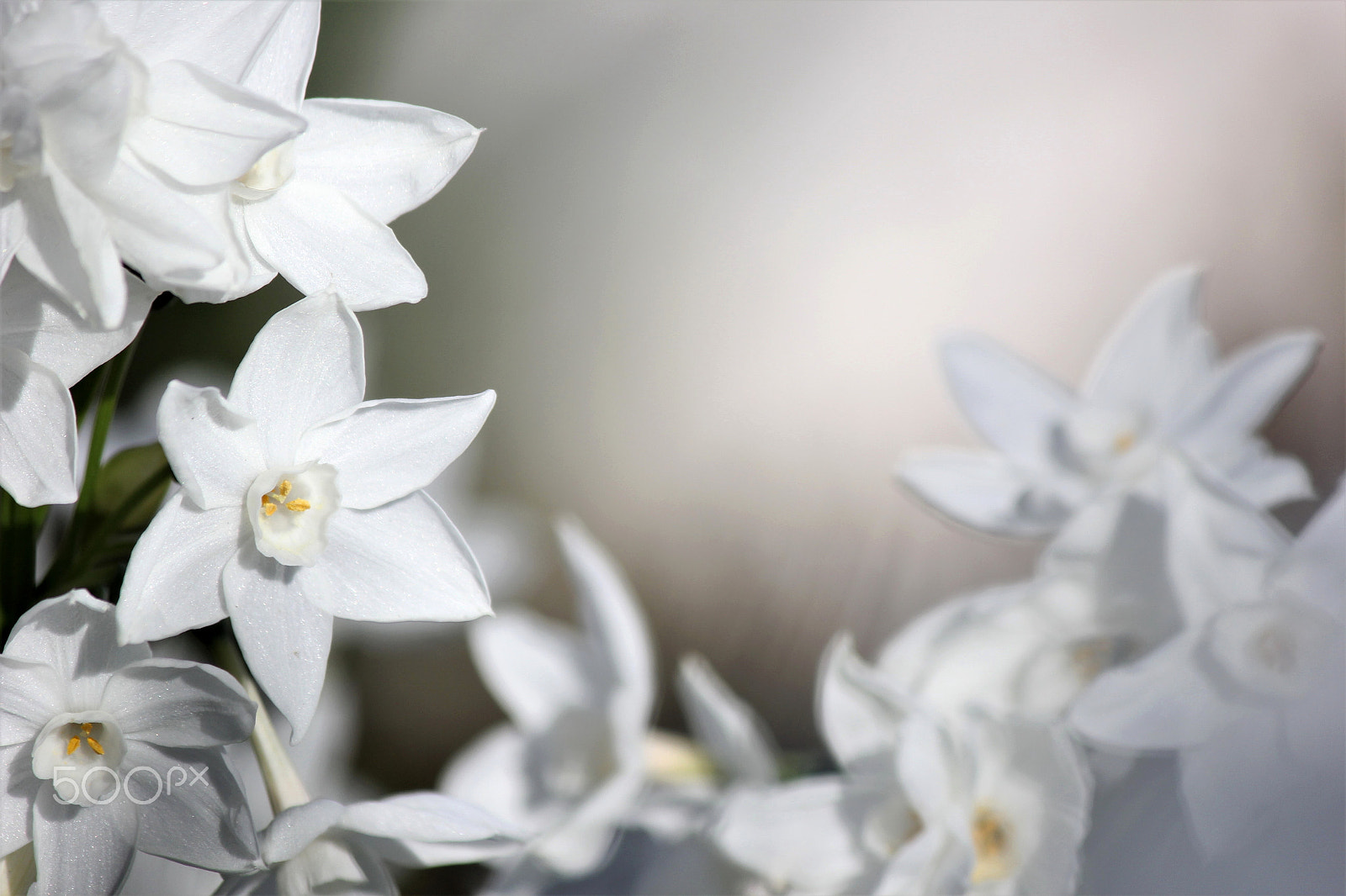 Canon EF-S 55-250mm F4-5.6 IS II sample photo. Narcissus photography