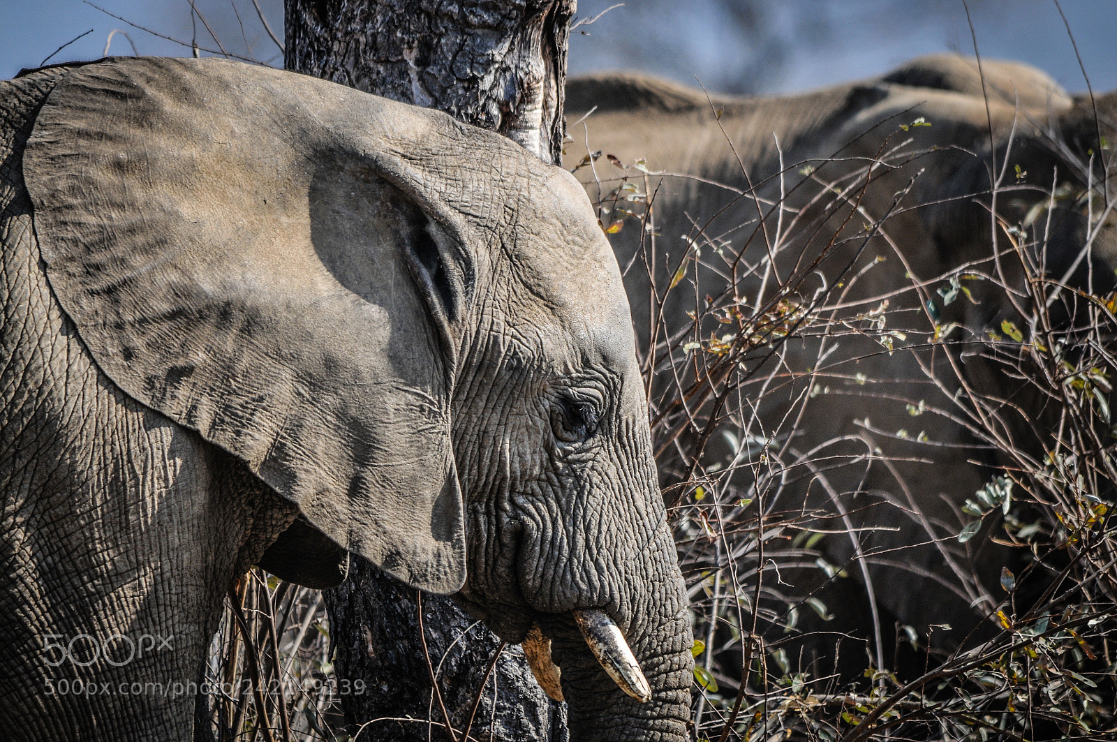 Nikon D300S sample photo. Elephant at krugher park photography