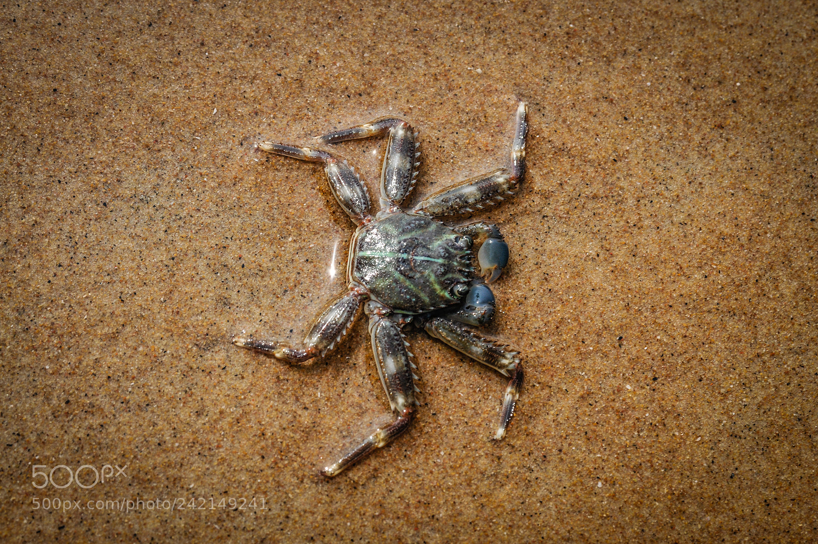 Nikon D300S sample photo. Little crab photography