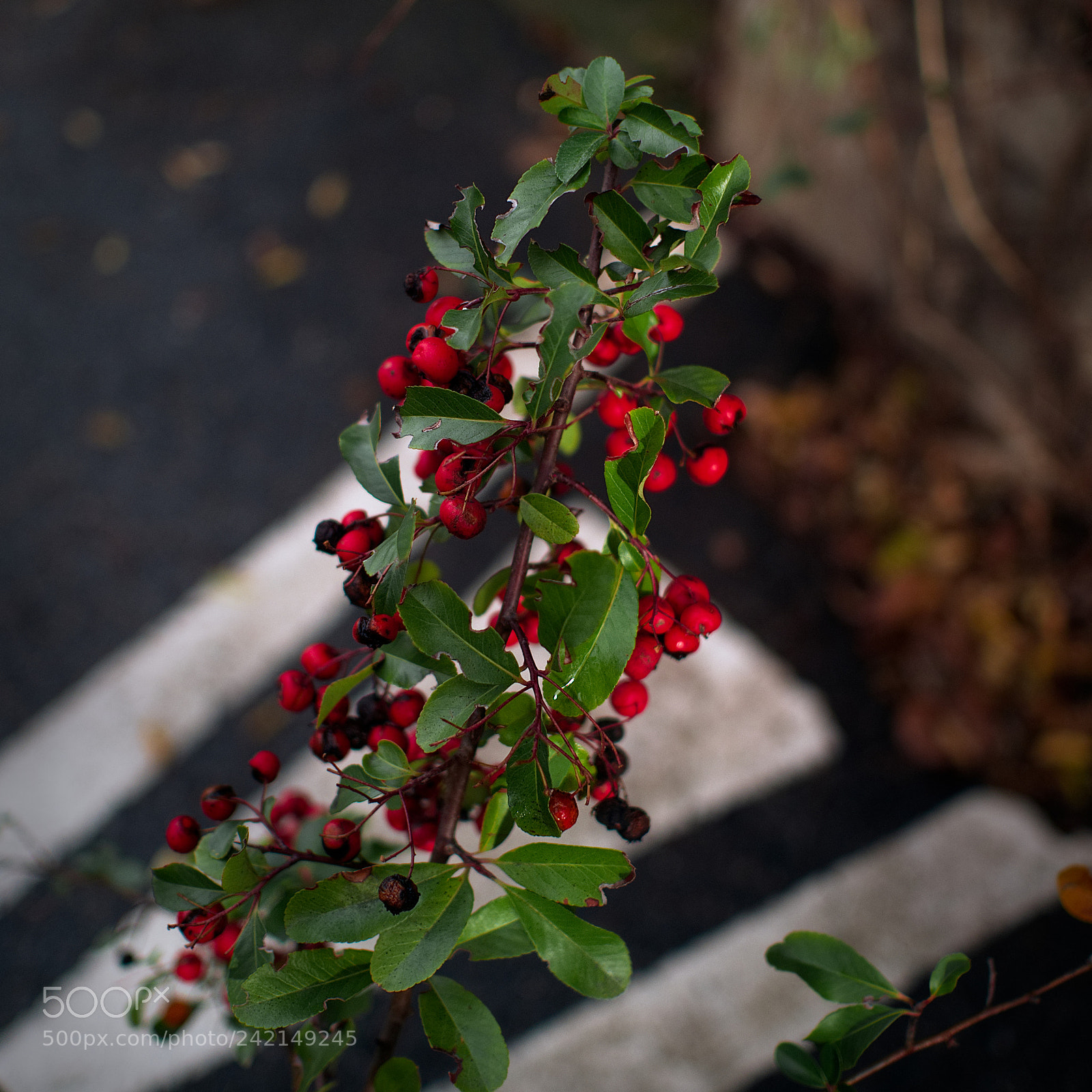 Panasonic Lumix DMC-GX85 (Lumix DMC-GX80 / Lumix DMC-GX7 Mark II) sample photo. *** photography