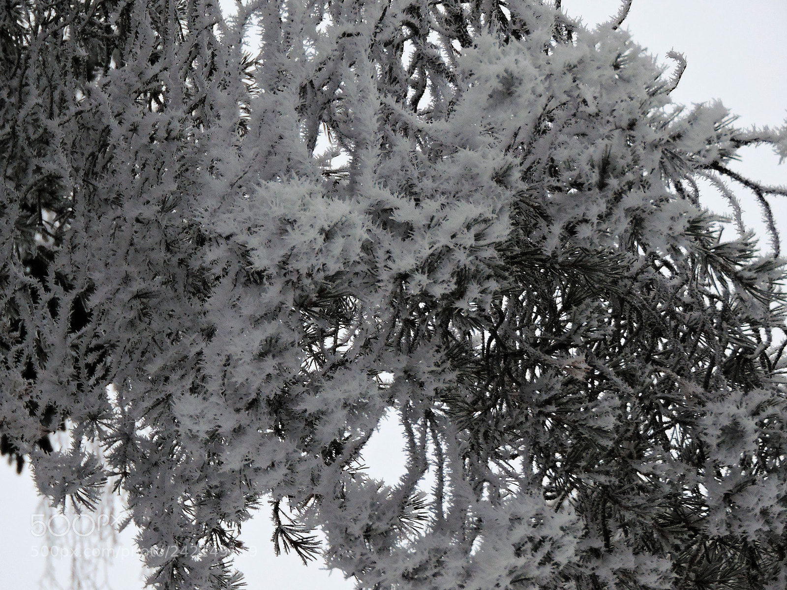 Nikon Coolpix P600 sample photo. Frozy pine tree photography