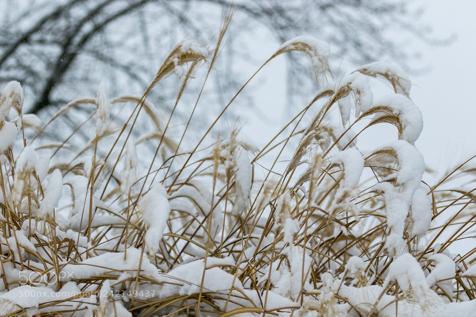 Canon EOS 7D Mark II sample photo. Iowa winter photography