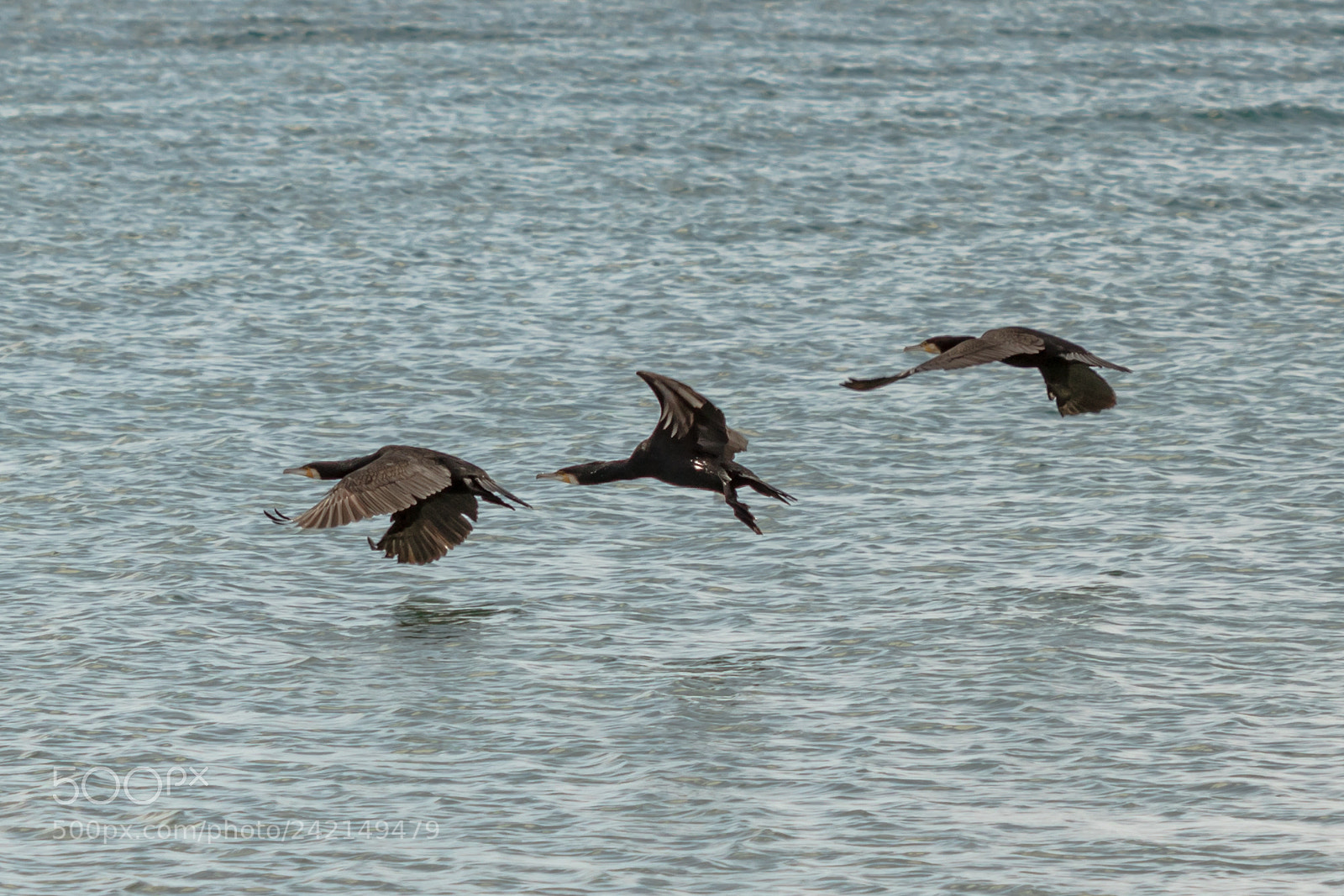 Canon EOS 750D (EOS Rebel T6i / EOS Kiss X8i) sample photo. The cormorants photography
