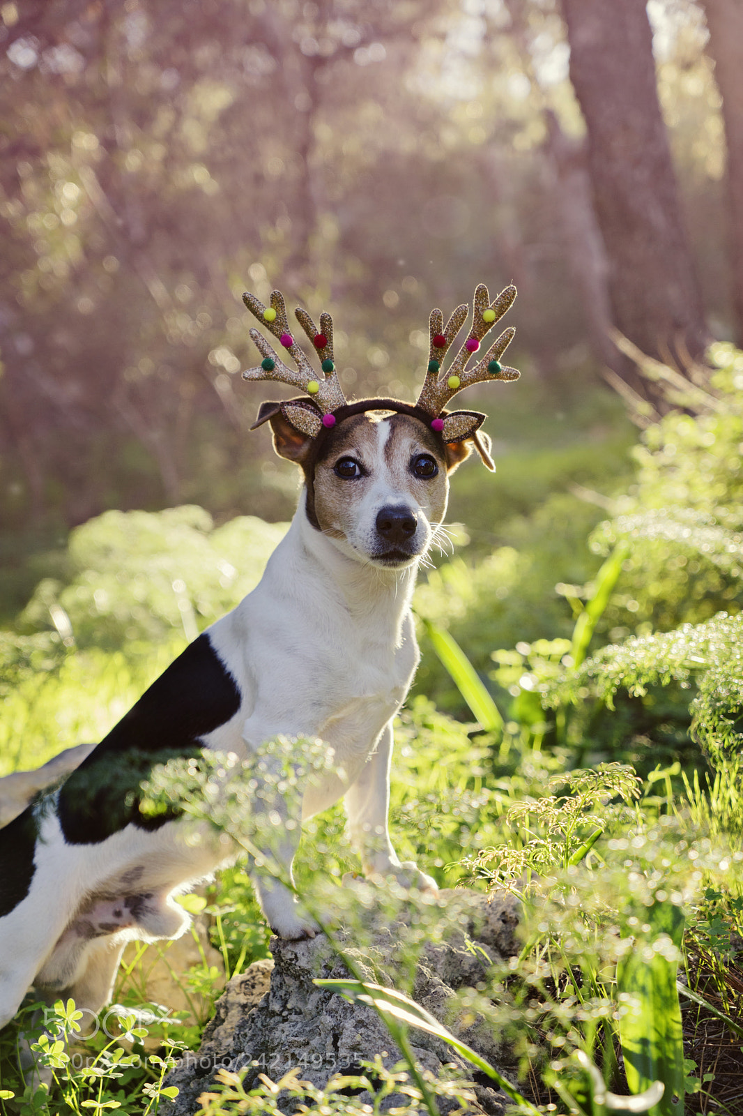 Sony a7 sample photo. Funny cute dog with photography