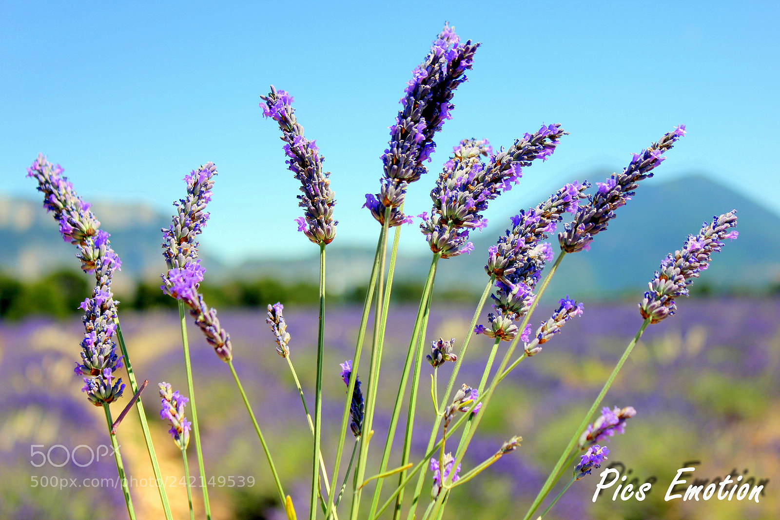 Canon EOS 550D (EOS Rebel T2i / EOS Kiss X4) sample photo. Lavander photography