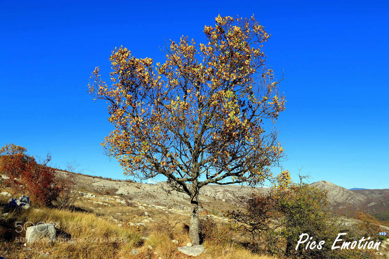 Canon EOS 77D (EOS 9000D / EOS 770D) sample photo. Lonely tree photography