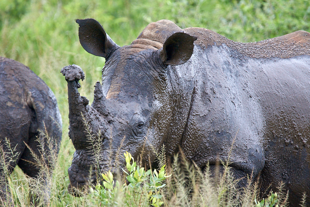 Sony SLT-A77 sample photo. After the mud bath photography