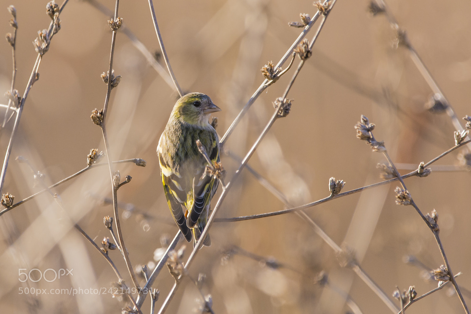 Nikon D7100 sample photo. Eurasian siskin photography