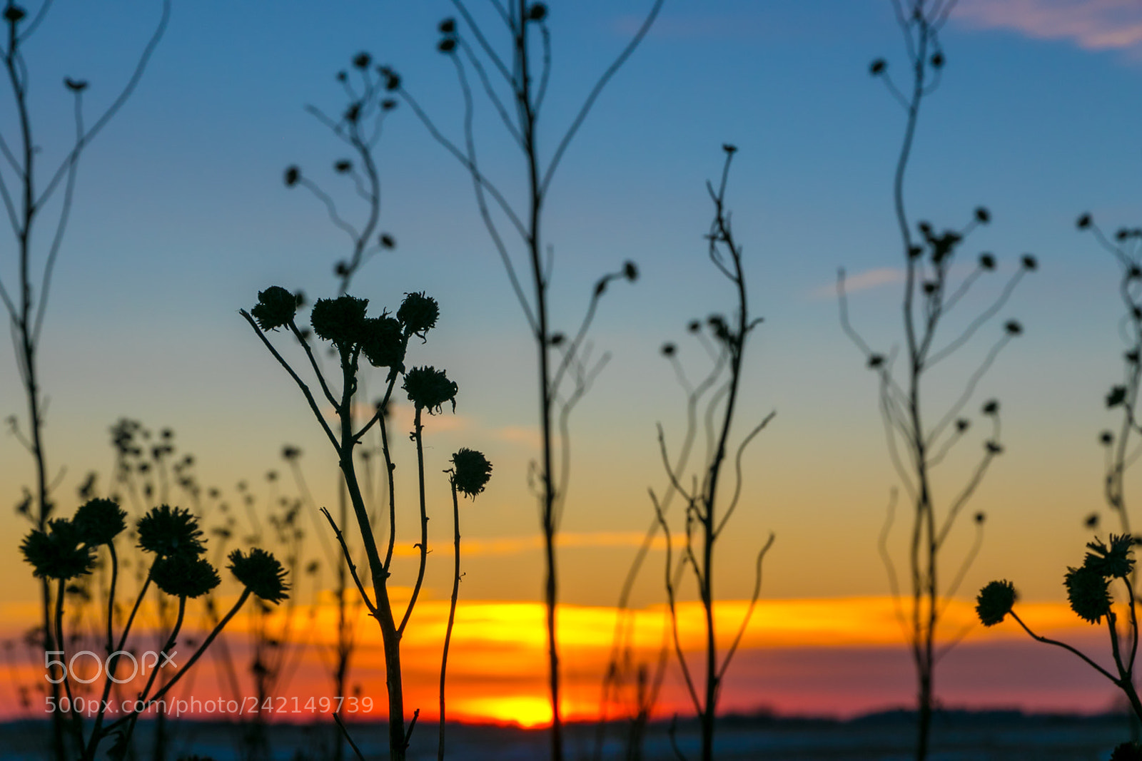 Canon EOS 7D Mark II sample photo. Iowa winter sunset photography